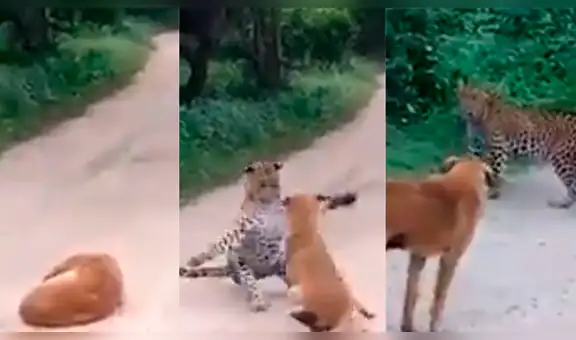 Vía Facebook: perro que fue abandonado por familia es atacado por un feroz otorongo