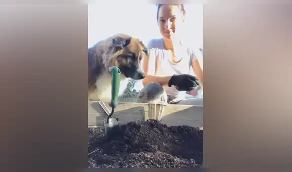 Perro ‘jardinero’ sorprende con su habilidad para arreglar el huerto que había destruido [VIDEO]