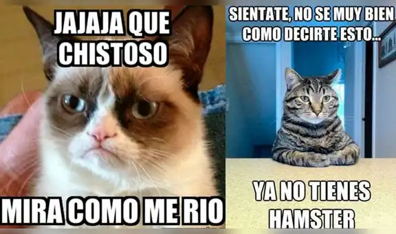 Día Internacional del Gato: usuarios compartieron sus más creativos memes