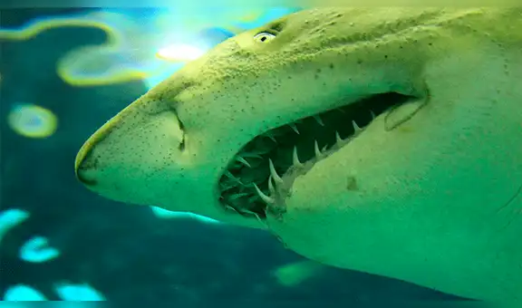 Un pez que devora por completo a tiburón aterra a usuarios en redes sociales [VIDEO]