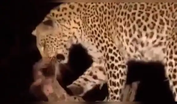 YouTube viral: leopardo captura a mono bebé y lo que hace con el animal sorprende al mundo [VIDEO]