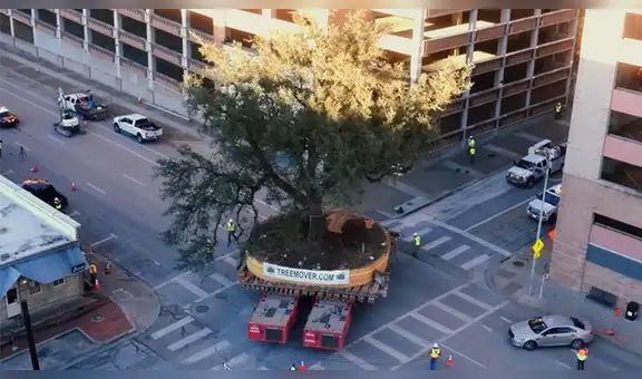 Trasladan árboles gigantes de cientos de años sin dañarlos [VIDEO]