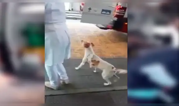 Perro no quería dejar solo a su dueño y lo espera por horas en la puerta del hospital [VIDEO]