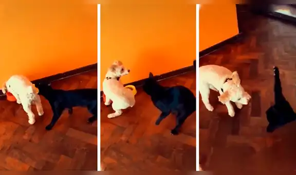 Perro enfrenta a travieso felino por molestarlo, pero termina recibiendo un duro golpe [VIDEO] 