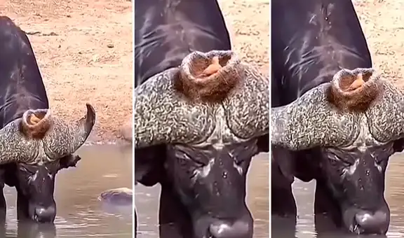 ¡Armó su hogar! Pájaro construye su nido sobre los cuernos de un búfalo