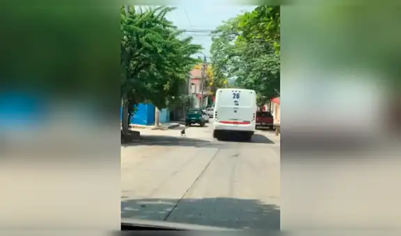 Perro persigue un vehículo por varias cuadras para no sentirse lejos de su dueña [VIDEO] 