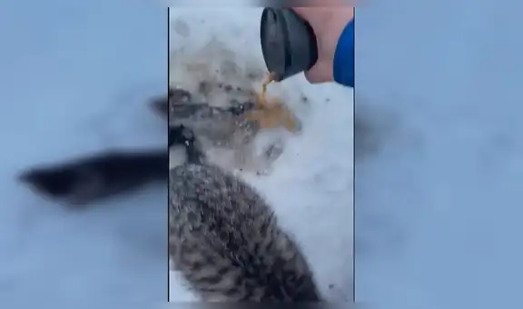 Hombre utiliza su café caliente para rescatar a tres gatos atrapados en el hielo [VIDEO]