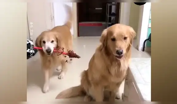 Perro le ‘lleva flores’ a su pareja y las tierna escena conmueve a todos [VIDEO]