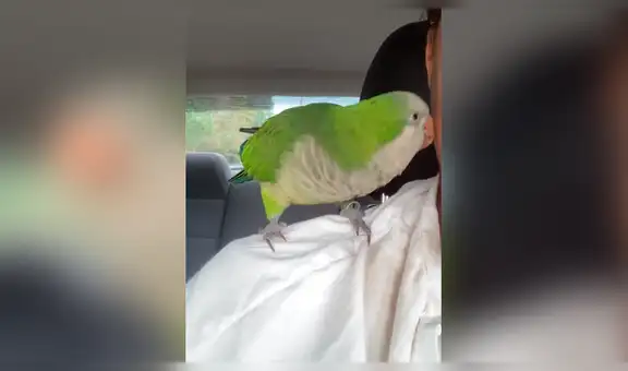 Loro enternece al decirle a su dueña “te amo” y llenarla de caricias por todo el rostro [VIDEO]