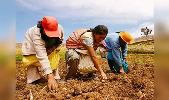 Midagri transfiere más de S/1,3 millones a favor de “Emprendimiento de la Mujer Rural e Indígena”