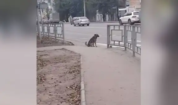 Perro callejero asombra al esperar que la luz del semáforo cambie para cruzar la calle [VIDEO]