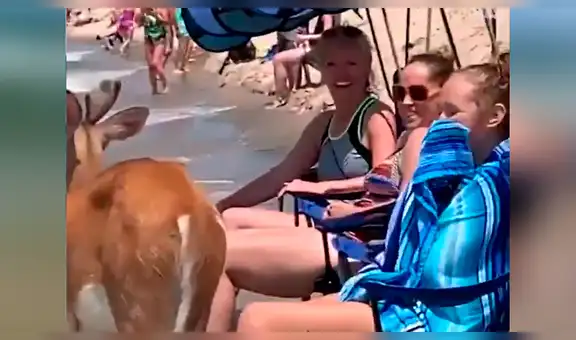 Facebook viral: veraneantes se topan con ciervo que ingresó a paradisíacas playas y hace lo impensado [VIDEO]