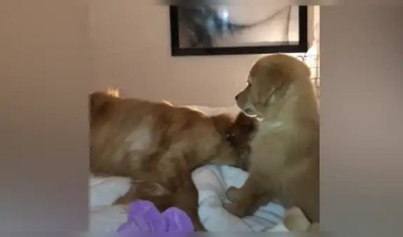 Joven regresa a su casa y descubre la travesura que sus perro hicieron en su ausencia [VIDEO]