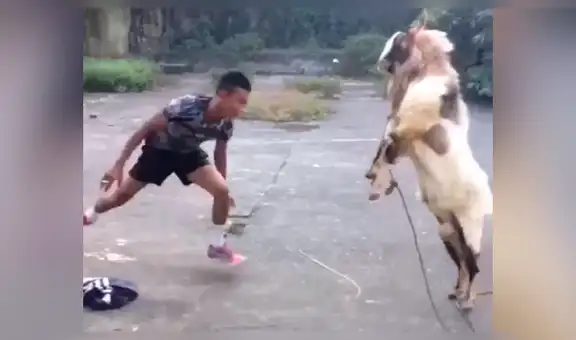 Chico pelea con una cabra y protagonizan particular enfrentamiento [VIDEO]