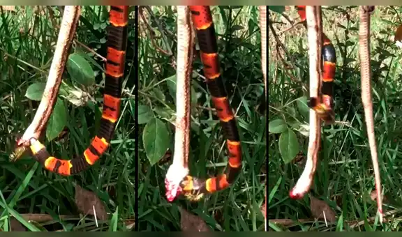 Letal serpiente quiere tragarse a otra, pero avispón llega y terrible final ocurre [VIDEO]