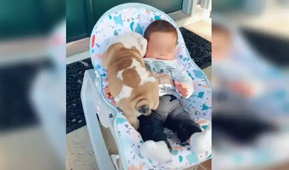 Pequeño perro ve por primera vez al bebé de su dueña y protagonizan emotiva escena viral [VIDEO]