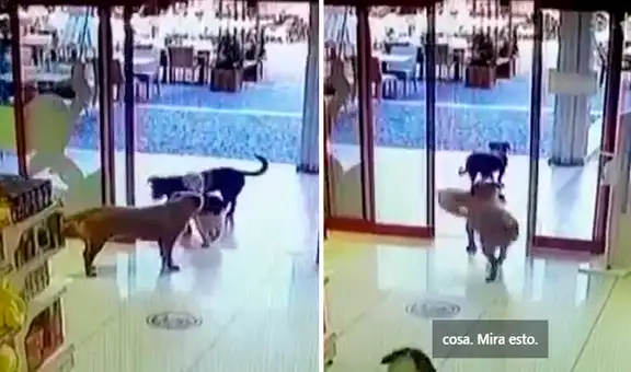 Cámara capta a 3 perros ingresando a tienda para robar juguetes y luego darse a la fuga