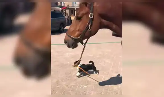 Pequeño perro es captado paseando a un enorme caballo como si fuera su dueño [VIDEO]