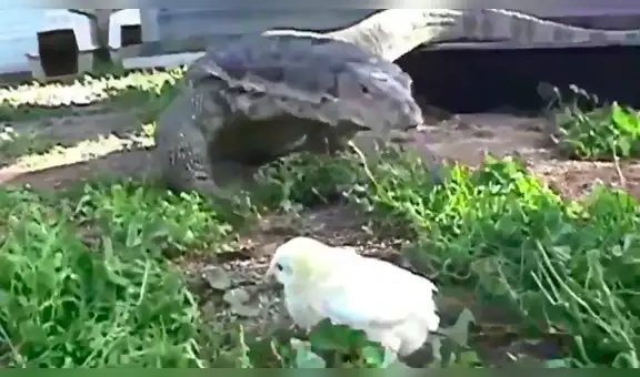 YouTube viral: dragón de komodo devora a un indefenso pollito ante la mirada de su dueño