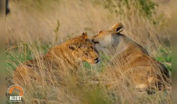 Turista capta el momento en que dos leonas intentan aparearse en África [VIDEO]