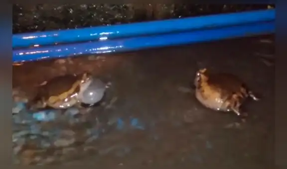 Facebook viral: brutal pelea entre dos ranas por una hembra en celo tiene desolador final [VIDEO] 