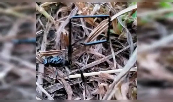 Encuentra terrorífica criatura negra en bosque, se acerca y descubre algo anormal en su cuerpo [VIDEO] 