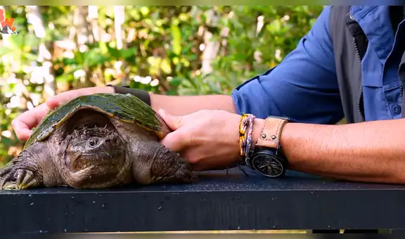 Chico se deja morder por enorme tortuga sin imaginar las terribles consecuencias [VIDEO]