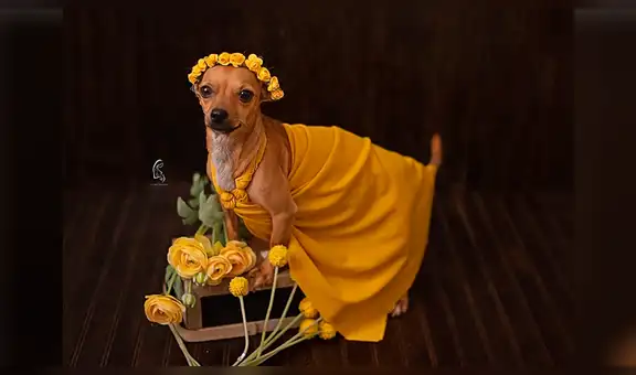 Fotógrafa profesional muestra sesión de fotos de maternidad que le hizo a perrita embarazada [VIDEO]