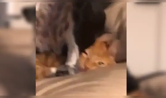 Joven buscaba a su gato y lo encuentra en el lugar menos pensado [VIDEO] 