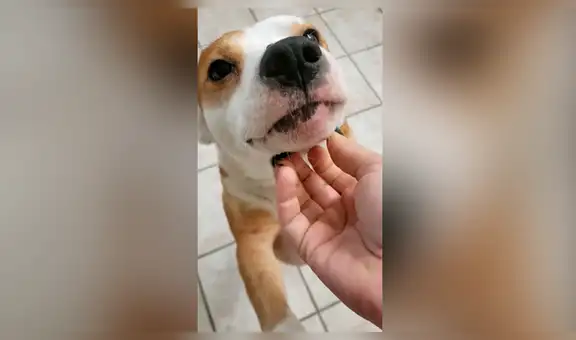 Intenta hacer sonreír a su perro y se lleva terrible susto [VIDEO]