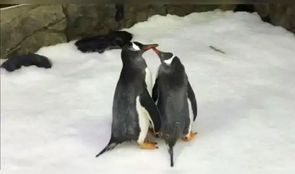 Pareja de pingüinos homosexuales se convierten en padres al adoptar un huevo abandonado por su madre [VIDEO]