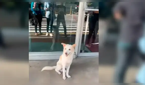 YouTube viral: perro sigue a su dueño a su centro de trabajo y lo espera afuera hasta que salga [VIDEO]