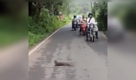Cobra intenta evadir el ataque de una mangosta y protagonizan feroz enfrentamiento [VIDEO]