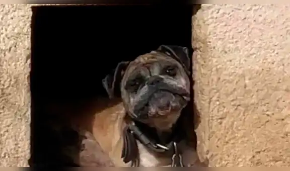 Perro vivió 11 años encadenado y sus propietarios se negaban a darlo en adopción