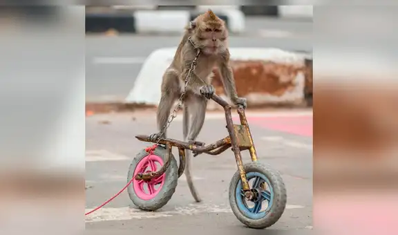 Monos que sufren de maltrato animal se venden a 5 dólares en lugar turístico [FOTOS]
