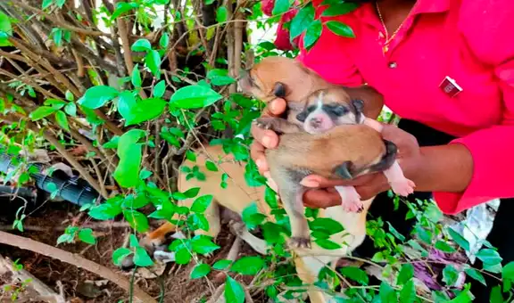 Rescatan a perrita sin hogar y a sus crías para trasladarlos a un refugio 