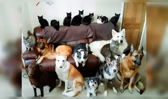 Mujer consigue retratar a sus 17 mascotas posando y la foto causa emoción en usuarios [FOTOS]