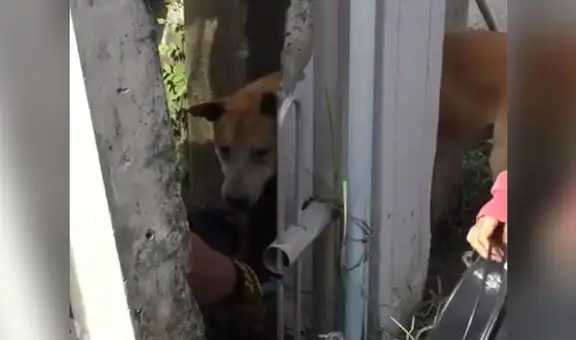 Rescatan a perro que quedó atrapado al tratar de ingresar a una vivienda en busca de comida [VIDEO]