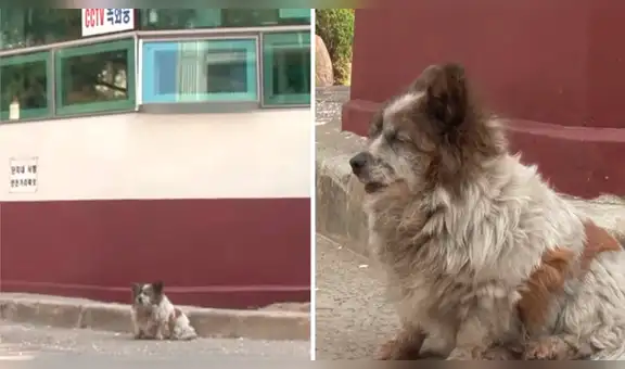 Perro ciego sigue esperando a su dueño que lo abandonó hace 10 años [VIDEO]
