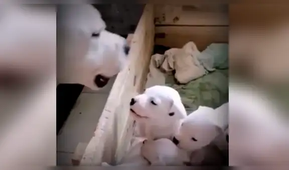 Pequeño perro no tolera que su mamá lo ‘regañe’ y se ‘enfrenta’ para evitar que lo castigue [VIDEO]