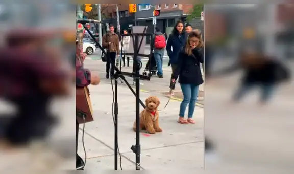 Perro queda impresionado con músico callejero y se niega a irse con su dueña por ver espectáculo [VIDEO]