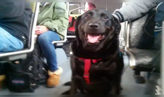 Perrita viaja en bus para jugar con sus ‘amigos’ a diario en parque y regresa sola a casa [VIDEO]