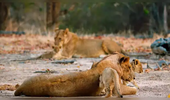 Leona protagoniza feroz pelea con intruso para salvaguardar a sus crías [VIDEO]