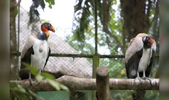 Conoce el Parque Natural de Pucallpa, un zoológico en medio de la selva [FOTOS]