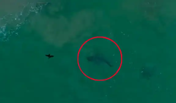 Dron capta el terrorífico encuentro entre feroz tiburón y un distraído lobo marino [VIDEO]