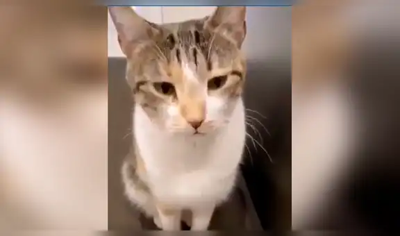 Gato quiere salir a la calle y tiene triste reacción cuando obtiene un “no” por respuesta [VIDEO]