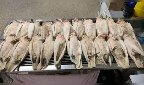 Horror en Australia: ‘llueven’ aves desangradas de ojos y picos, y mueren sufriendo de dolor