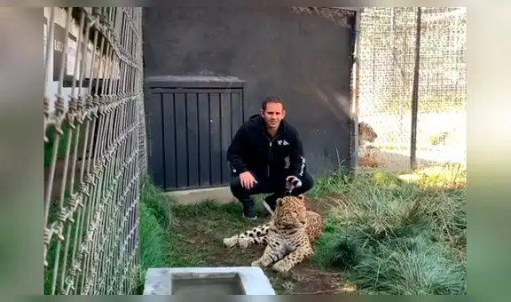 Hombre entra a jaula de leopardo, agarra su cola como si fuera micrófono y este se enfurece [VIDEO]