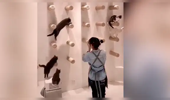 Mujer llama a sus gatos y estos la obedecen con una singular formación [VIDEO]