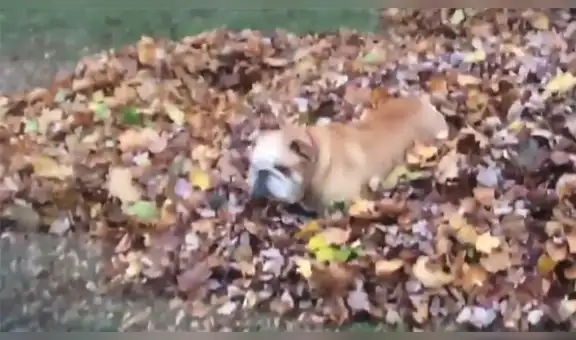 Perro juega con su dueña y elige peculiar lugar para esconderse [VIDEO] 